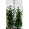 If commun - Taxus baccata en Pot 15L 120/140cm