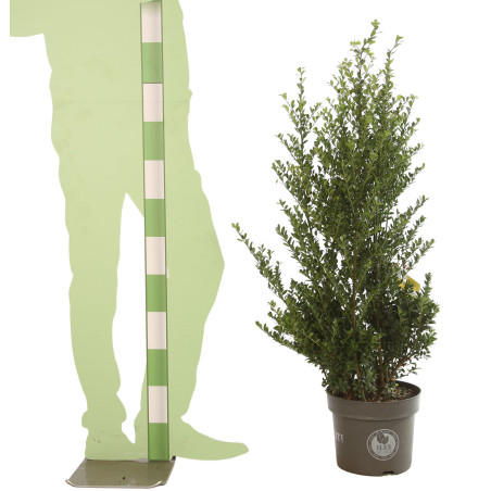 Houx crénelé Dark Green - Ilex crenata Dark Green en Pot 7,5L 80/100cm