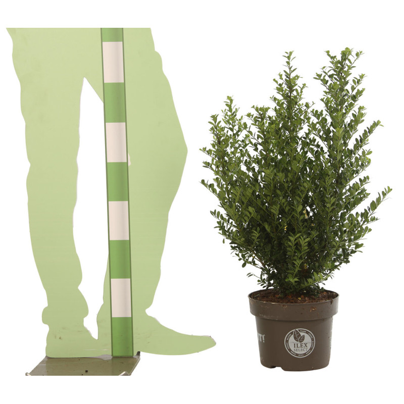 Houx crénelé Dark Green - Ilex crenata Dark Green en Pot 5L 60/80cm