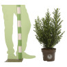 Houx crénelé Dark Green - Ilex crenata Dark Green en Pot 5L 60/80cm