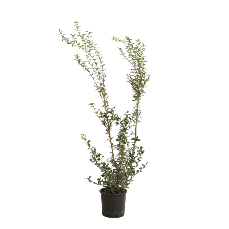 Osmanthe de Burkwood - Osmanthus xburkwoodii en Pot 5L 80/100cm