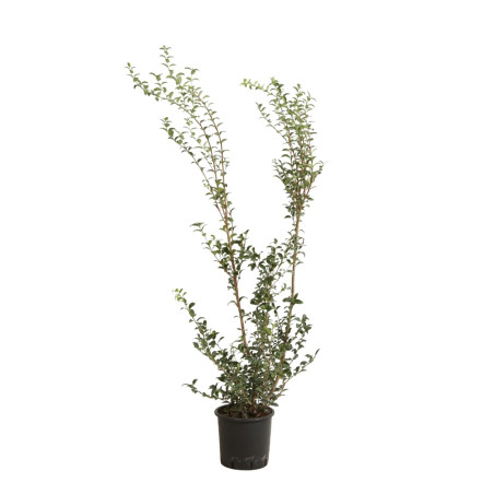 Osmanthe de Burkwood - Osmanthus xburkwoodii en Pot 5L 80/100cm