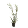 Osmanthe de Burkwood - Osmanthus xburkwoodii en Pot 5L 80/100cm