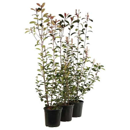 Photinia Red Robin - Photinia xfraseri Red Robin en Pot 9L 100/120cm