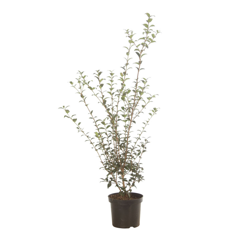 Osmanthe de Burkwood - Osmanthus xburkwoodii en Pot 3L 80/100cm