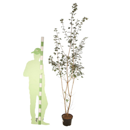 Érable champêtre - Acer campestre en Pot 7,5L 125/150cm