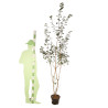 Érable champêtre - Acer campestre en Pot 7,5L 125/150cm