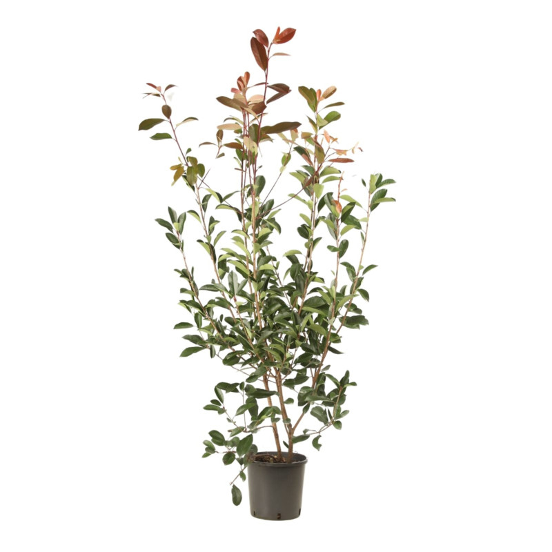 Photinia Red Robin - Photinia xfraseri Red Robin en Pot 5L 100/120cm