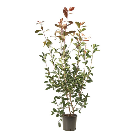 Photinia Red Robin - Photinia xfraseri Red Robin en Pot 5L 100/120cm