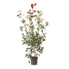 Photinia Red Robin - Photinia xfraseri Red Robin en Pot 5L 100/120cm