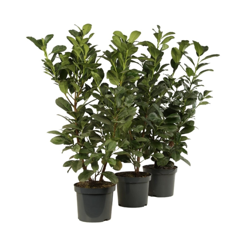 Laurier-cerise Etna - Prunus laurocerasus Etna en Pot 60/80cm