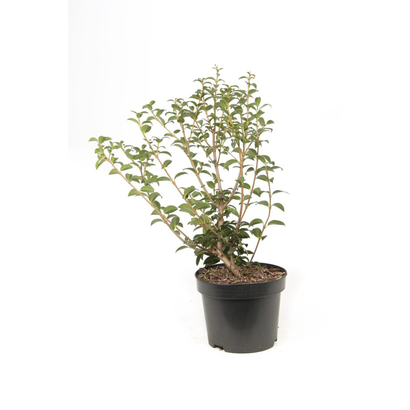 Osmanthe de Burkwood - Osmanthus xburkwoodii en Pot 30/40cm