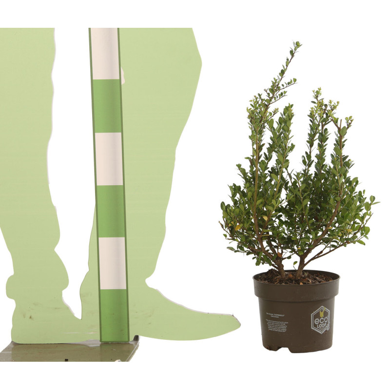 Houx crénelé Dark Green - Ilex crenata Dark Green en Pot 2L 20/40cm