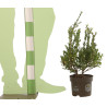 Houx crénelé Dark Green - Ilex crenata Dark Green en Pot 2L 20/40cm