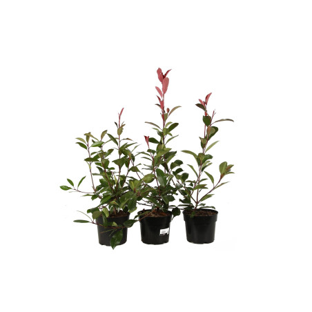 Photinia Red Robin - Photinia xfraseri Red Robin en Pot 50/60cm