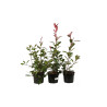 Photinia Red Robin - Photinia xfraseri Red Robin en Pot 50/60cm