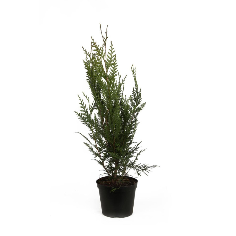 Thuya géant Atrovirens - Thuja plicata Atrovirens en Pot 50/60cm