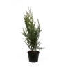 Thuya géant Atrovirens - Thuja plicata Atrovirens en Pot 50/60cm