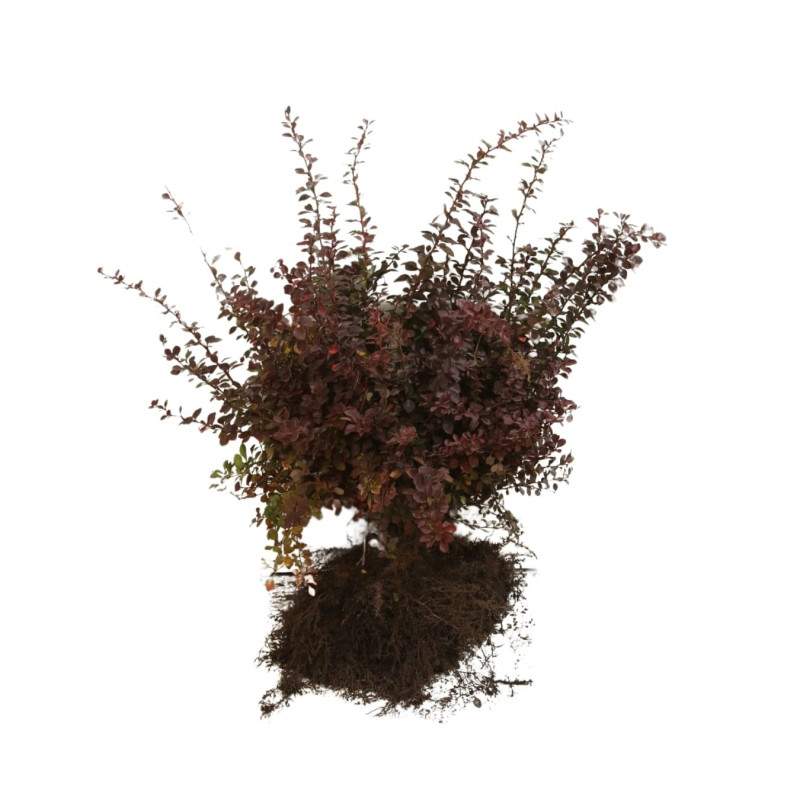 Épine-vinette pourpre - Berberis thunbergii Atropurpurea en Racines nues 30/40cm
