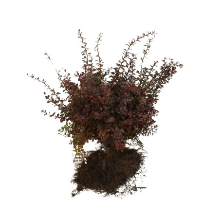 Épine-vinette pourpre - Berberis thunbergii Atropurpurea en Racines nues 30/40cm