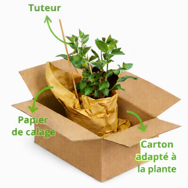 Emballage soigné
