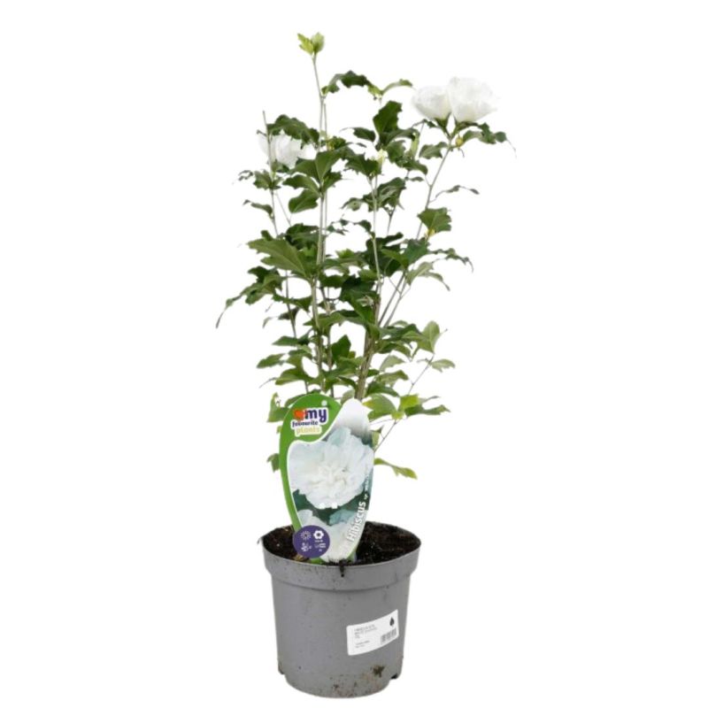 Hibiscus de Syrie White Chiffon - Hibiscus syriacus white chiffon 40/60 cm Pot 3L