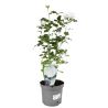 Hibiscus de Syrie White Chiffon - Hibiscus syriacus white chiffon 40/60 cm Pot 3L