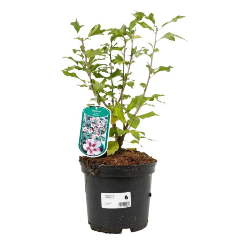 Hibiscus de Syrie Hamabo - Hibiscus syriacus hamabo 30/40 cm Pot 3L