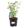 Hibiscus de Syrie Hamabo - Hibiscus syriacus hamabo 30/40 cm Pot 3L