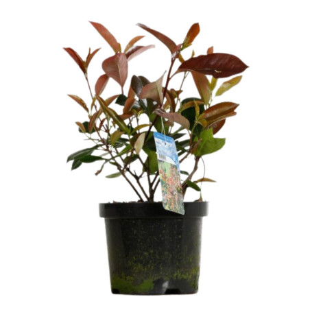 Photinia Red Robin - Photinia xfraseri Red Robin en Pot 50/60cm