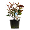 Photinia Red Robin - Photinia xfraseri Red Robin en Pot 50/60cm
