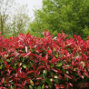 Photinia Red Robin - Photinia xfraseri Red Robin en Pot 50/60cm