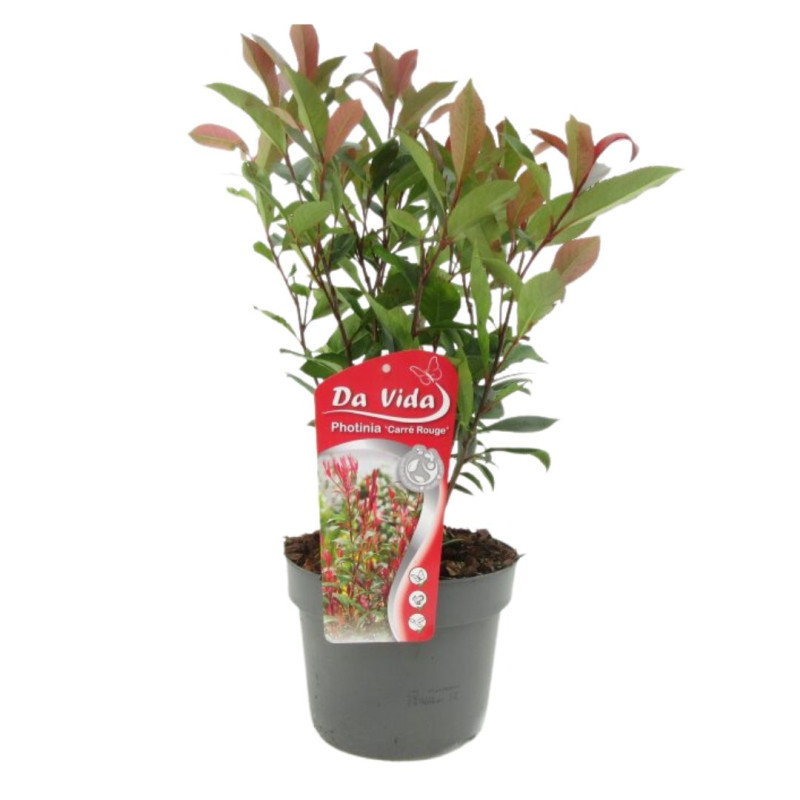 Photinia Carré Rouge - Photinia fraseri Carré Rouge en Pot 3L 40/50cm