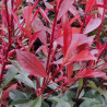 Photinia Carré Rouge - Photinia fraseri Carré Rouge en Pot 3L 40/50cm