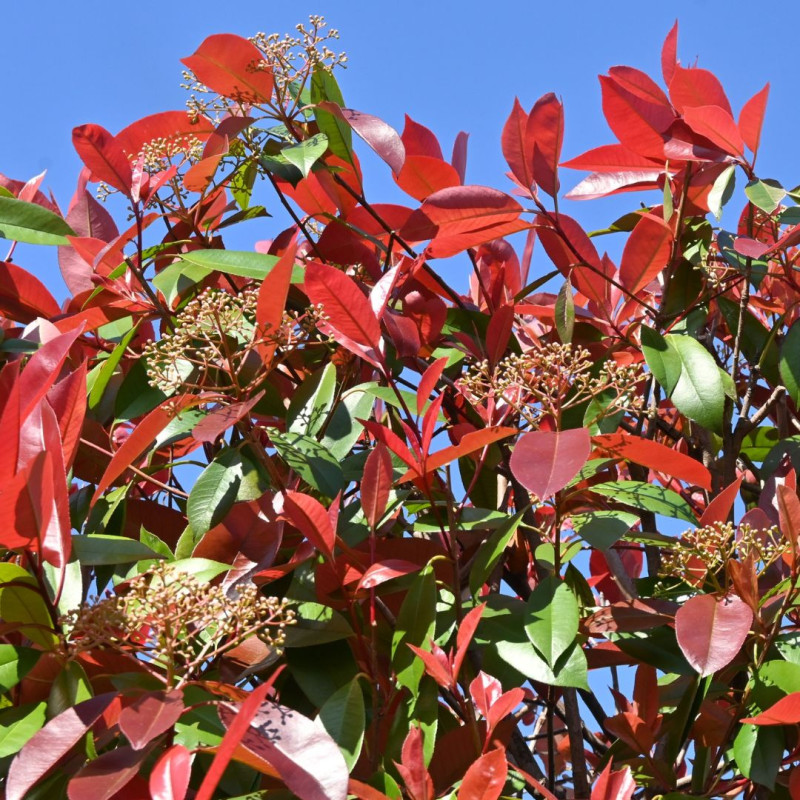 Photinia Carré Rouge - Photinia fraseri Carré Rouge en Pot 3L 40/50cm