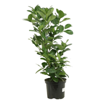 Laurier-cerise Etna - Prunus laurocerasus Etna en Pot 60/80cm