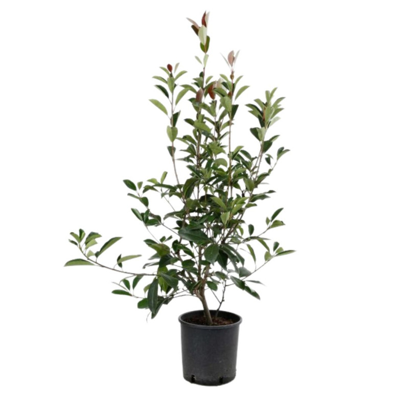 Photinia Red Robin - Photinia xfraseri Red Robin en Pot 5L 80/100cm