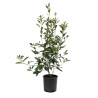 Photinia Red Robin - Photinia xfraseri Red Robin en Pot 5L 80/100cm