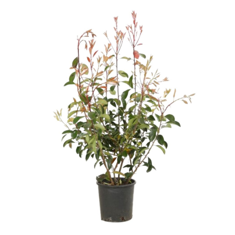 Photinia Red Robin - Photinia xfraseri Red Robin en Pot 5L 80/100cm