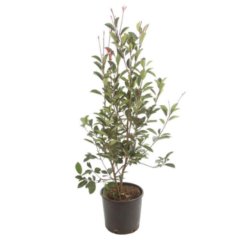 Photinia Red Robin - Photinia xfraseri Red Robin en Pot 10L 100/120cm
