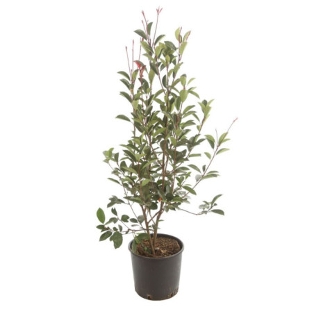 Photinia Red Robin - Photinia xfraseri Red Robin en Pot 10L 100/120cm