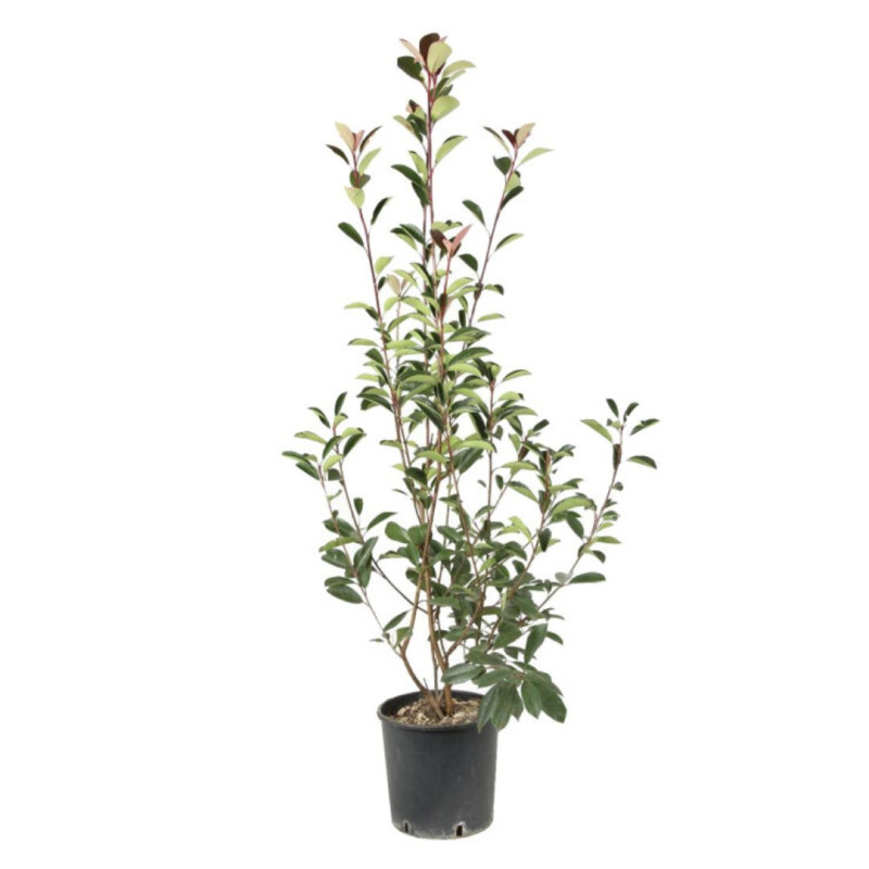 Photinia Red Robin - Photinia xfraseri Red Robin en Pot 10L 100/120cm