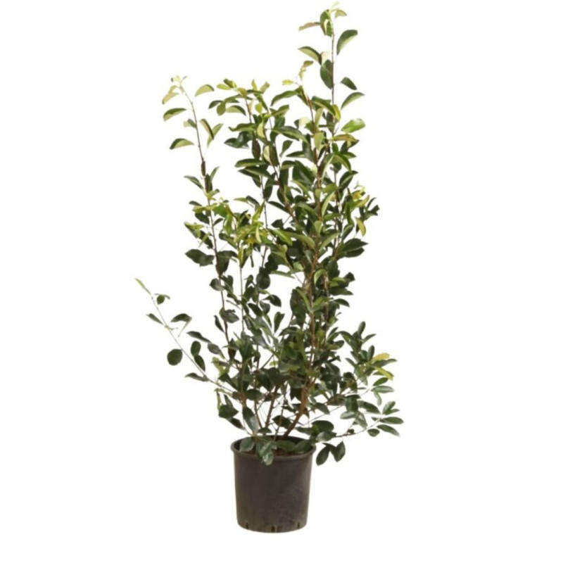 Photinia Red Robin - Photinia xfraseri Red Robin en Pot 10L 100/120cm