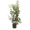 Photinia Red Robin - Photinia xfraseri Red Robin en Pot 10L 100/120cm