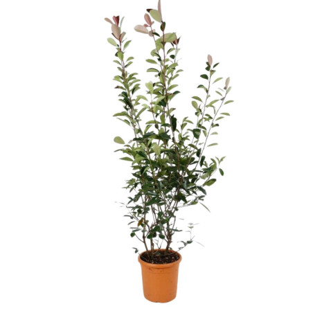 Photinia Red Robin - Photinia xfraseri Red Robin en Pot 12L 125/150cm