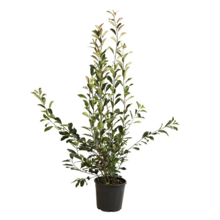 Photinia Red Robin - Photinia xfraseri Red Robin en Pot 12L 125/150cm