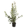 Photinia Red Robin - Photinia xfraseri Red Robin en Pot 12L 125/150cm