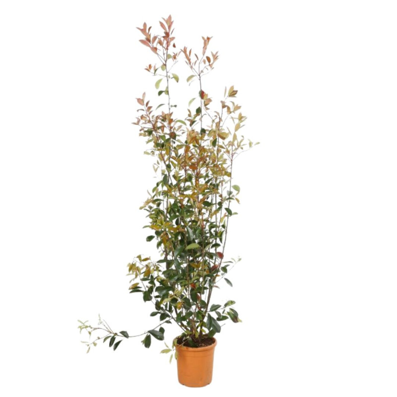 Photinia Red Robin - Photinia xfraseri Red Robin en Pot 12L 125/150cm