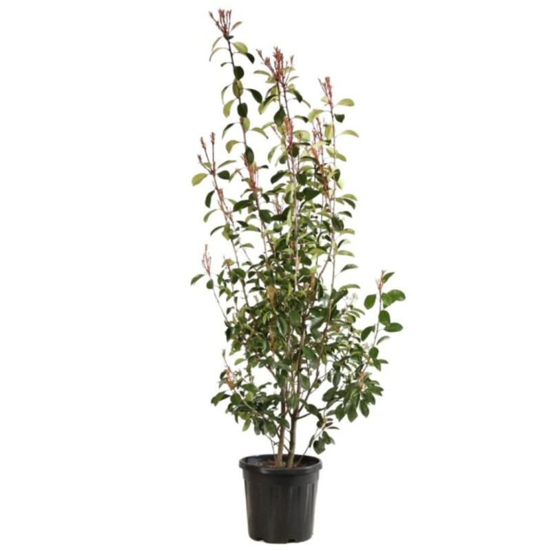 Photinia Red Robin - Photinia xfraseri Red Robin en Pot 18L 150/175cm