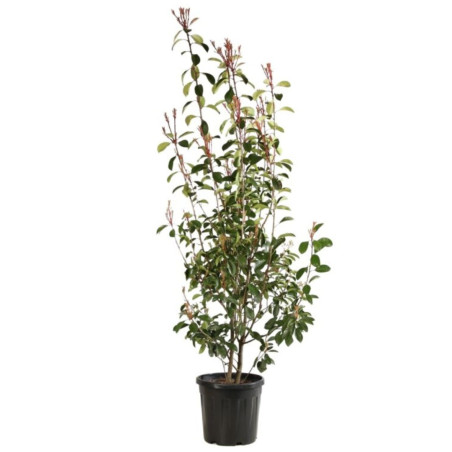 Photinia Red Robin - Photinia xfraseri Red Robin en Pot 18L 150/175cm